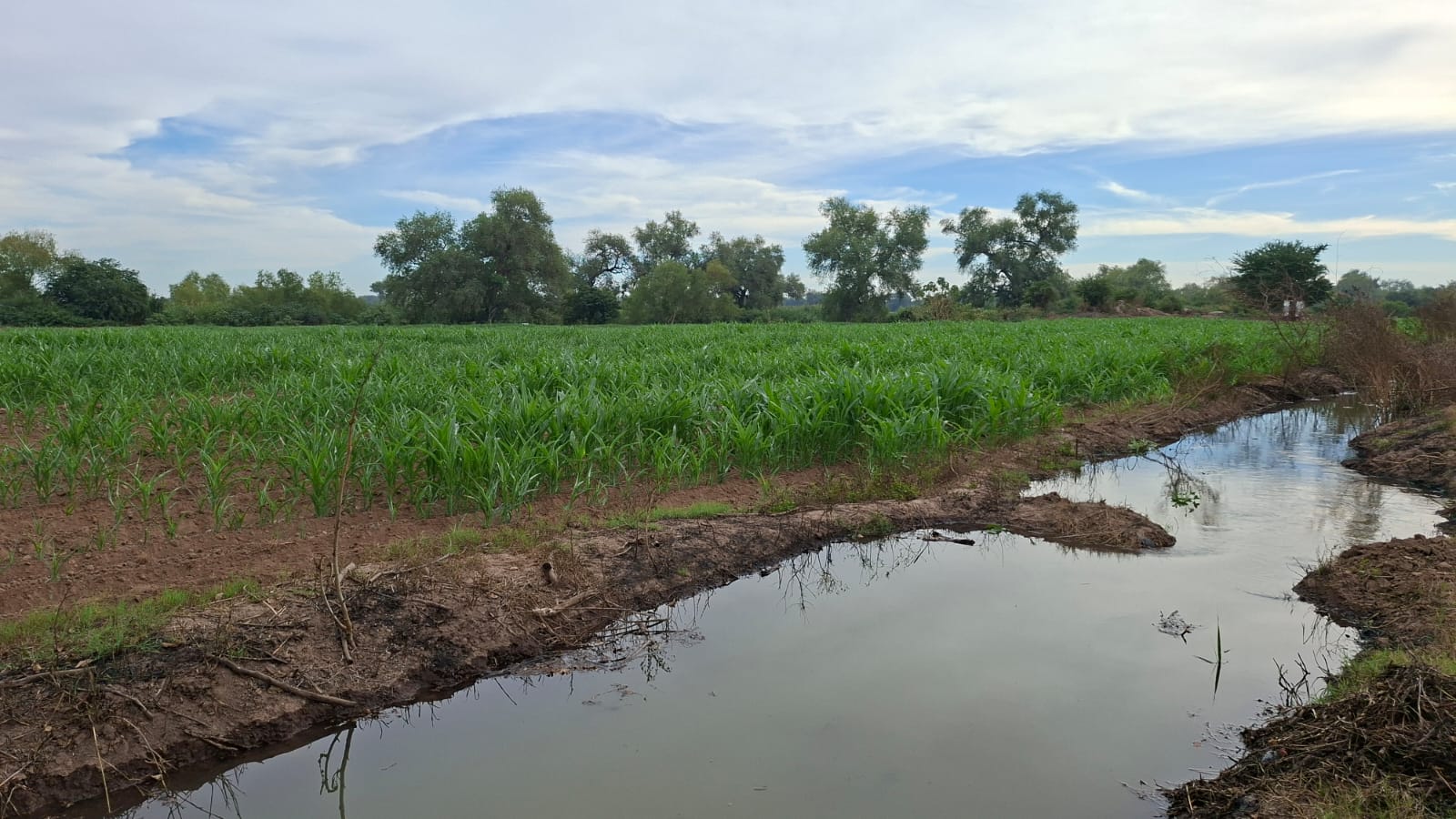 Módulos de riego en Guasave