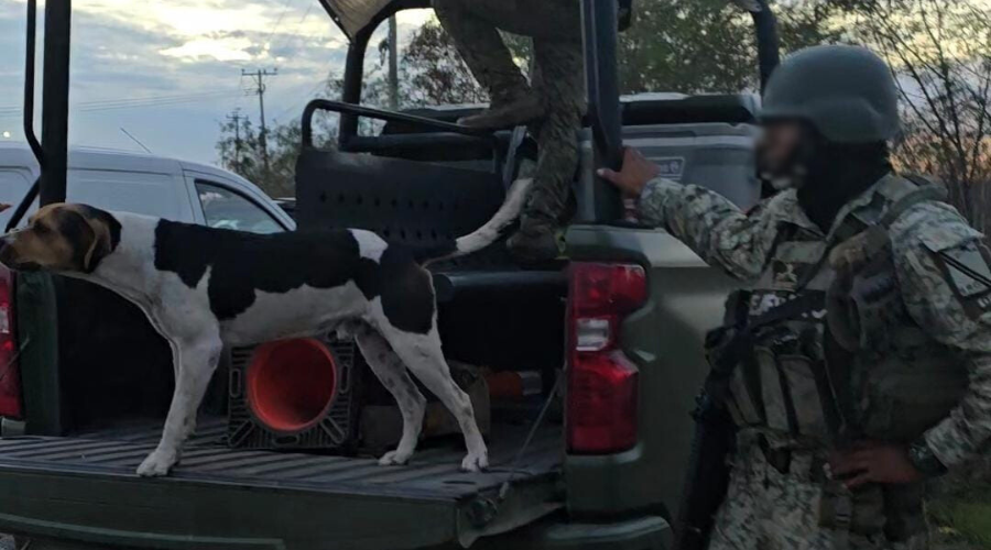 Perro acompaña a elementos del Ejército Mexicano
