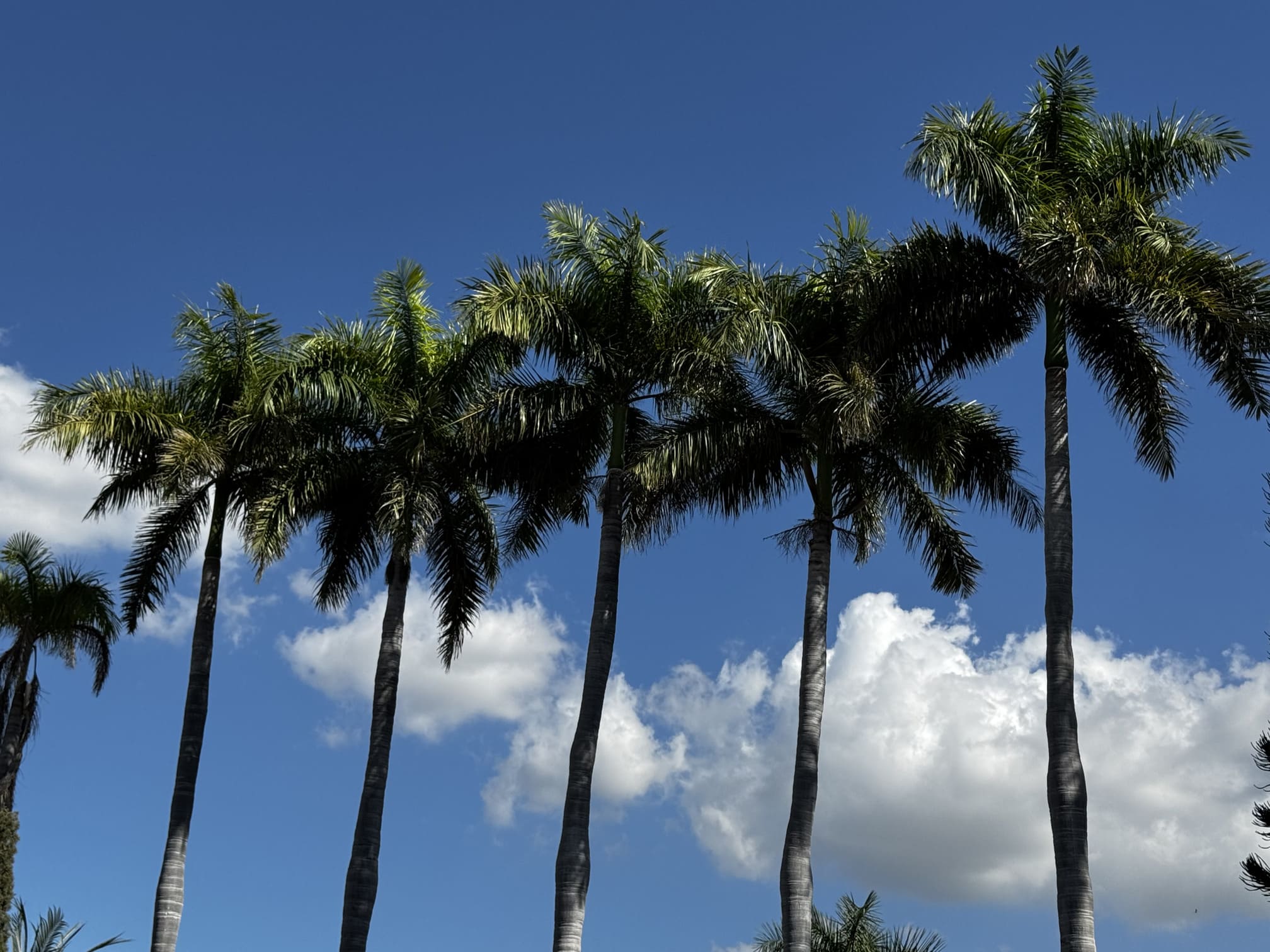 Palmas en el cielo azul con nubes escasas en día soleado