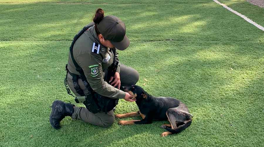 Perrita rescatada en Guasave