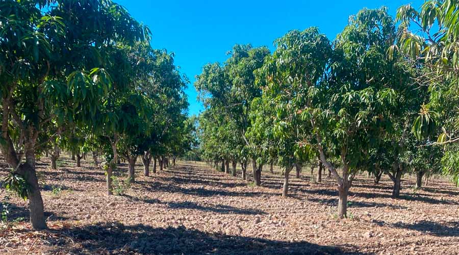 Preocupa a productores de Escuinapa floración de mango