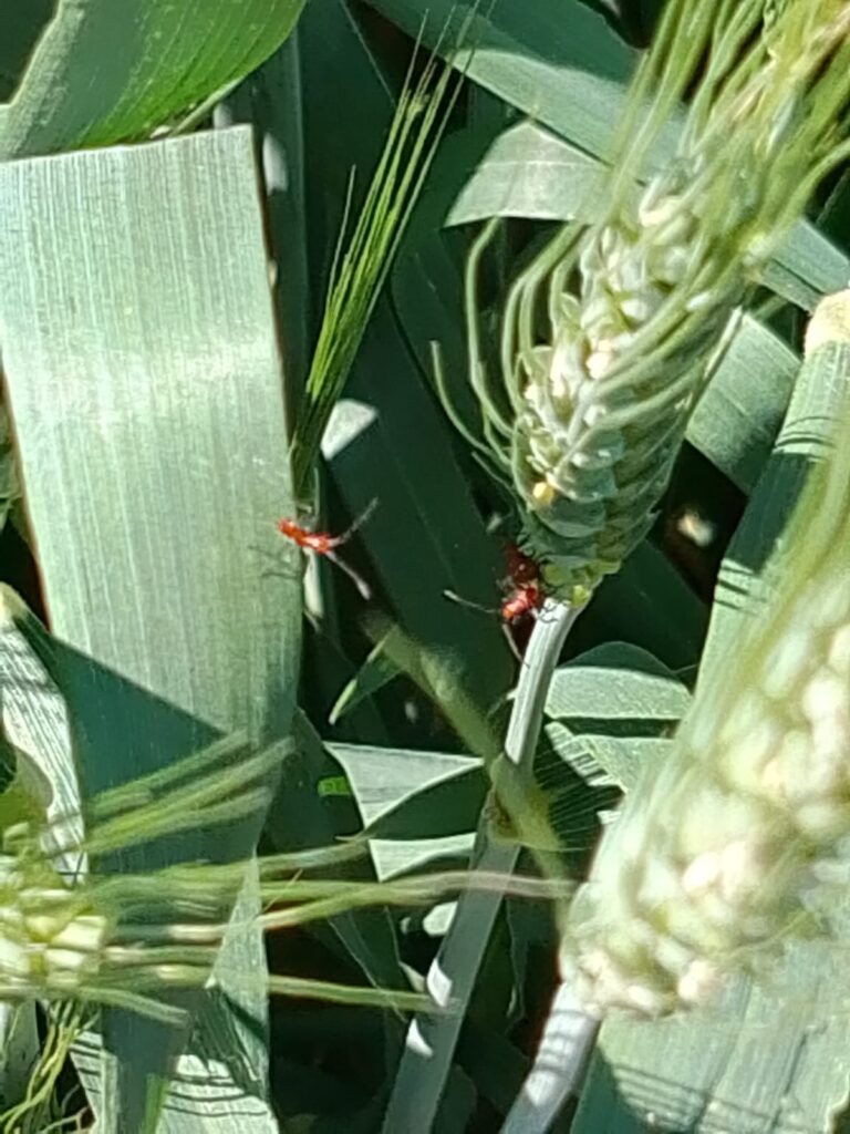 Detección de pulgón en el cultivo.