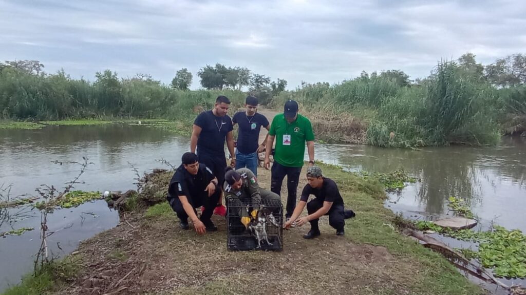Rescatan a águila pescadora en Guasave