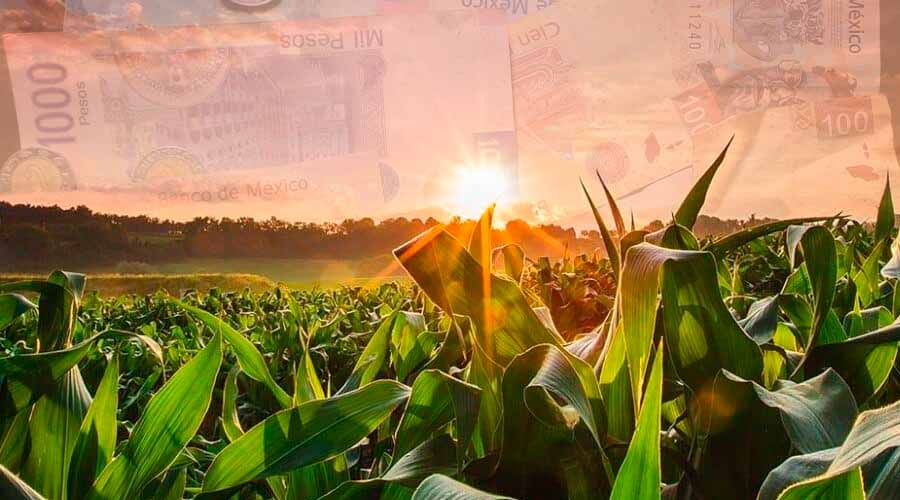 Sader sobre apoyos al campo