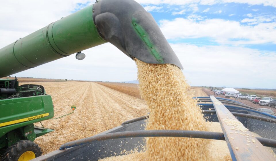 Separación del grano del maíz