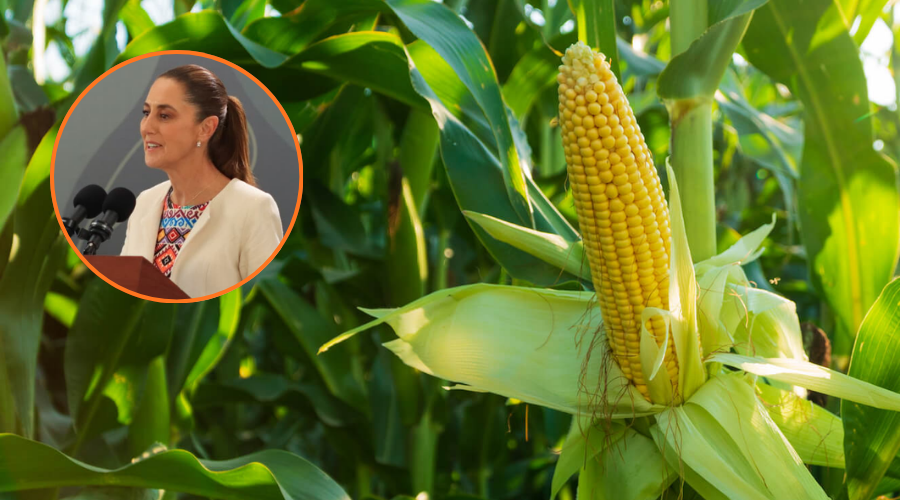 En grande cultivo de maíz y en circulo Sheinbaum