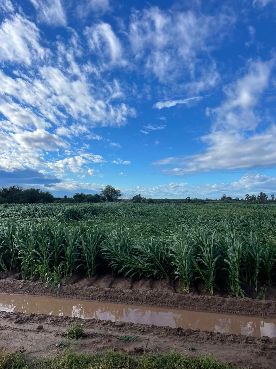 Campo agrícola con cielo despejado
