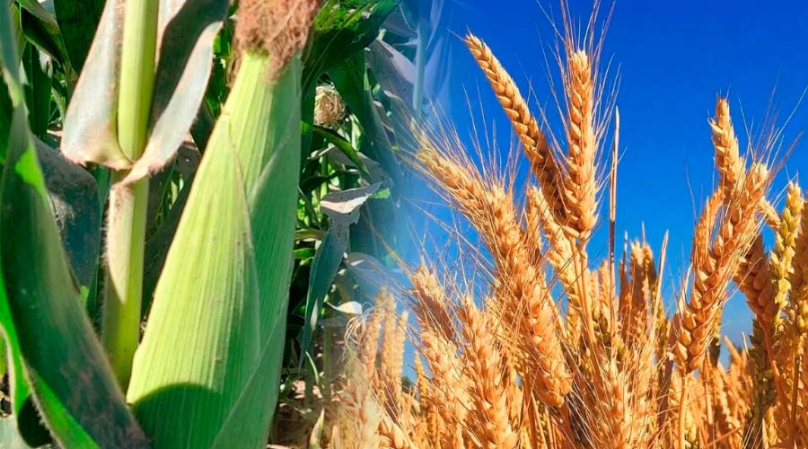Cultivos de maíz y trigo