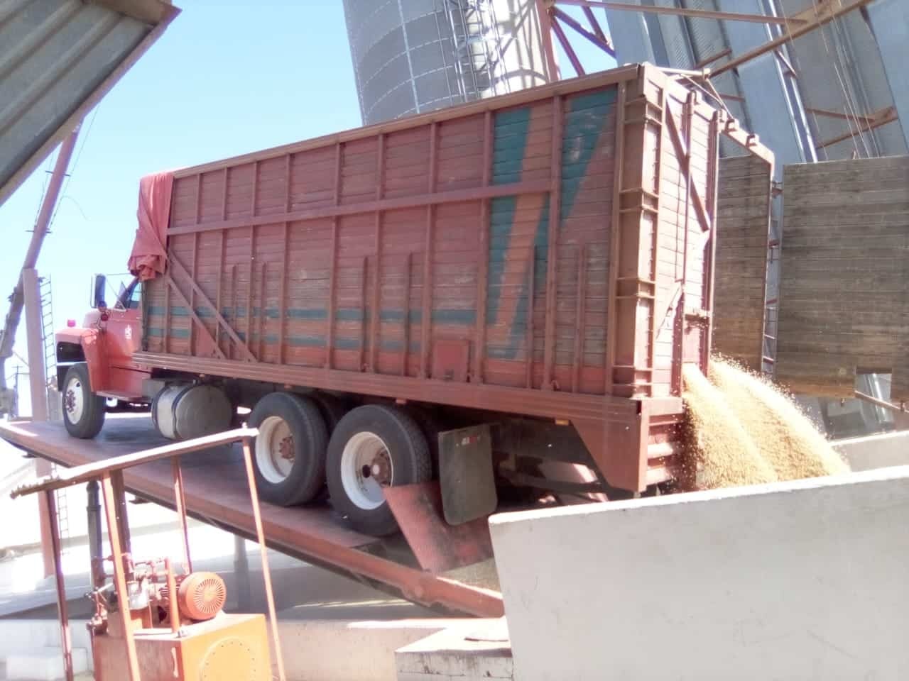 Tractocamión descargando trigo.