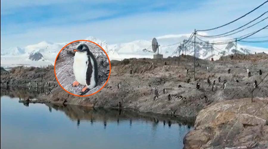 Un grupo de pinguinos le da bienvenida a investigadores