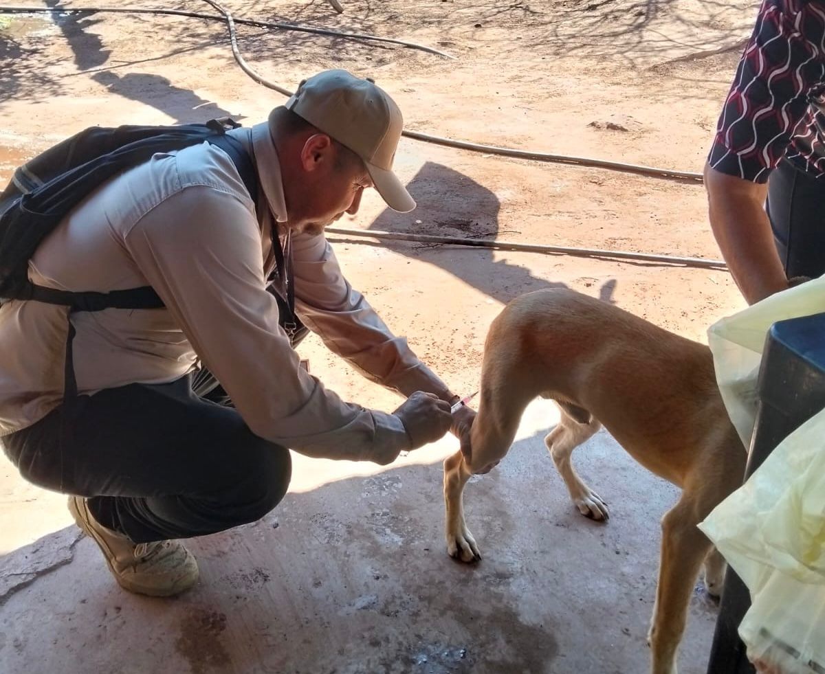 Vacunador aplicando dosis a animales domésticos