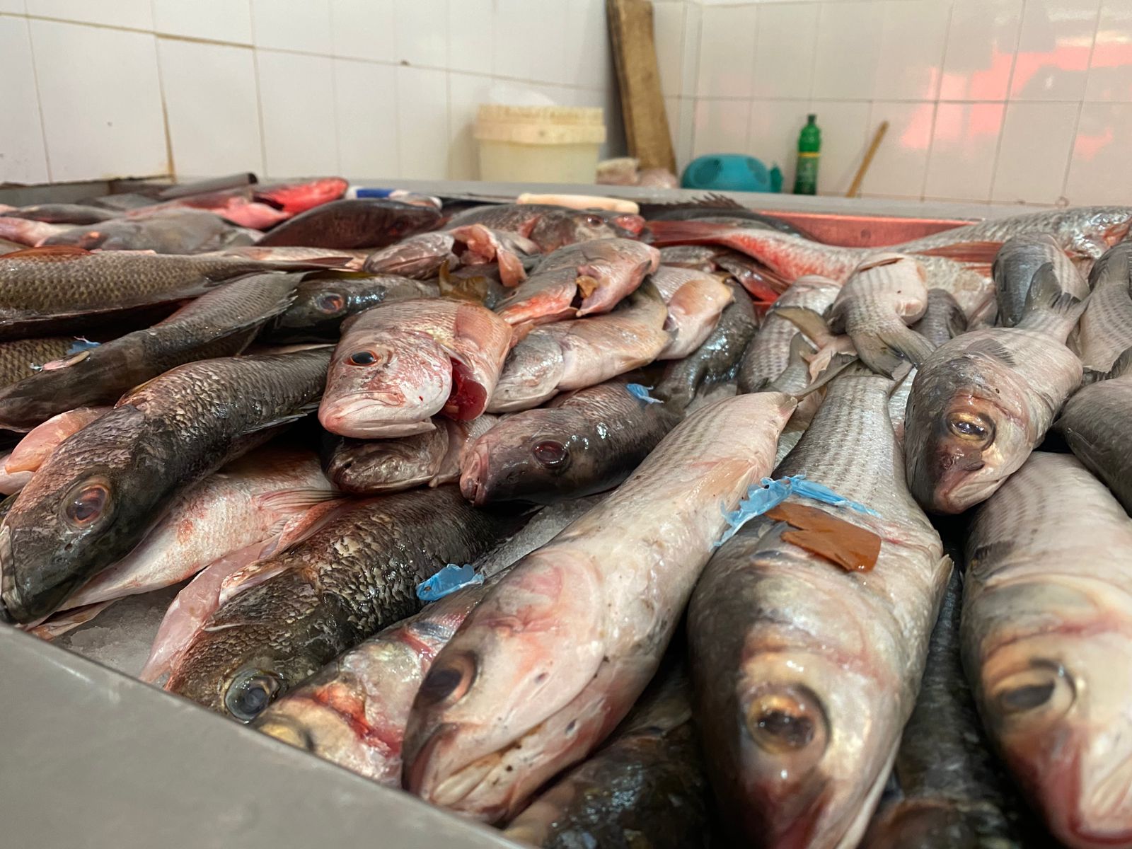 Pescados sobre una plancha de metal con hielo