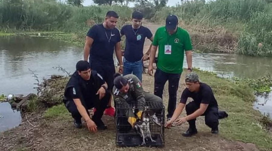 Elementos de la Unidad Ambiental capturan de manera segura al ejemplar lesionado