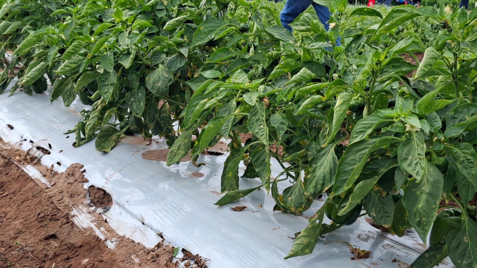 plantas de chile con raíces cubiertas por plástico