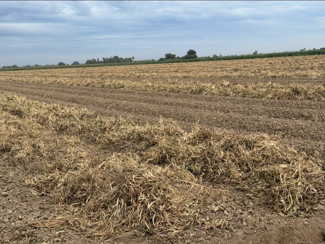 plantas de frijol cortadas y puestas sobre la tierra en un campo de cultivo