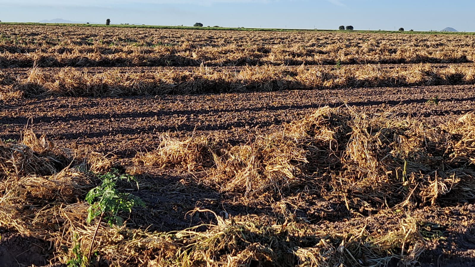 cultivo siembras