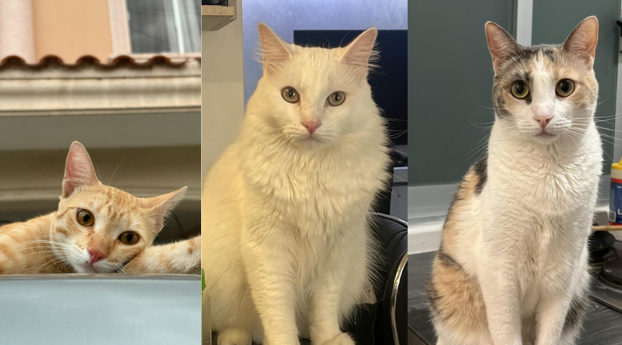 Día Internacional del Gato.