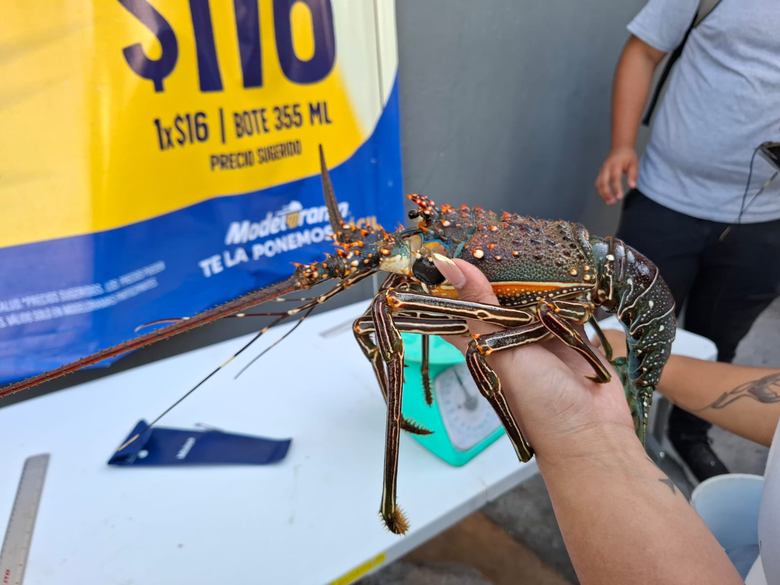 langosta