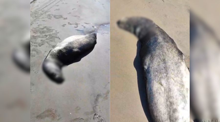 Lobo marino muerto en la arena cerca de la playa