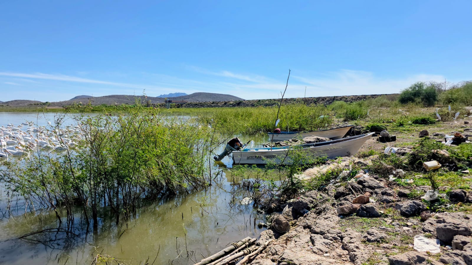 laguna con plantas dentro del agua y lancha