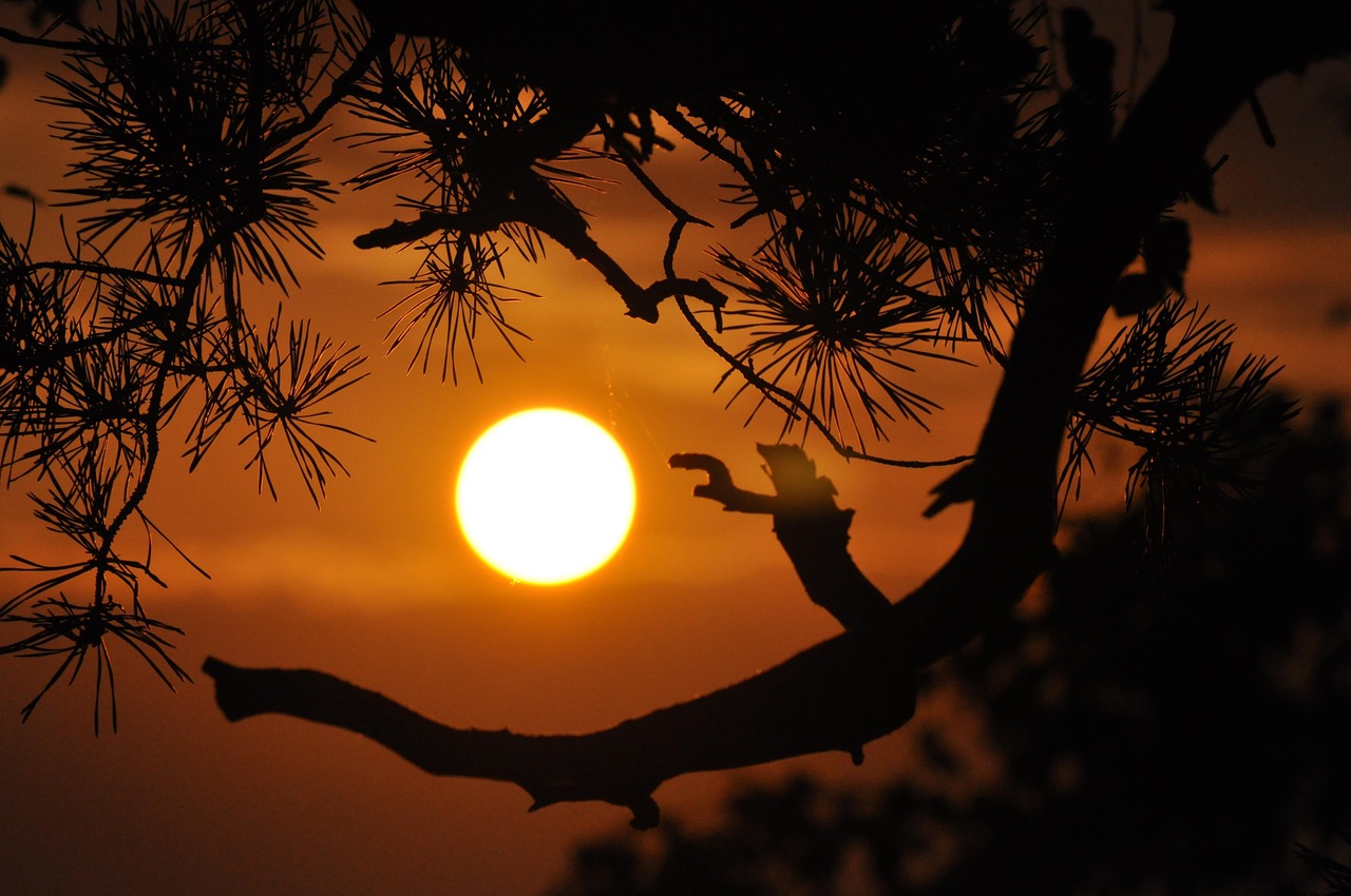 Ramas y hojas de árbol y al fondo un sol ardiente en el cielo