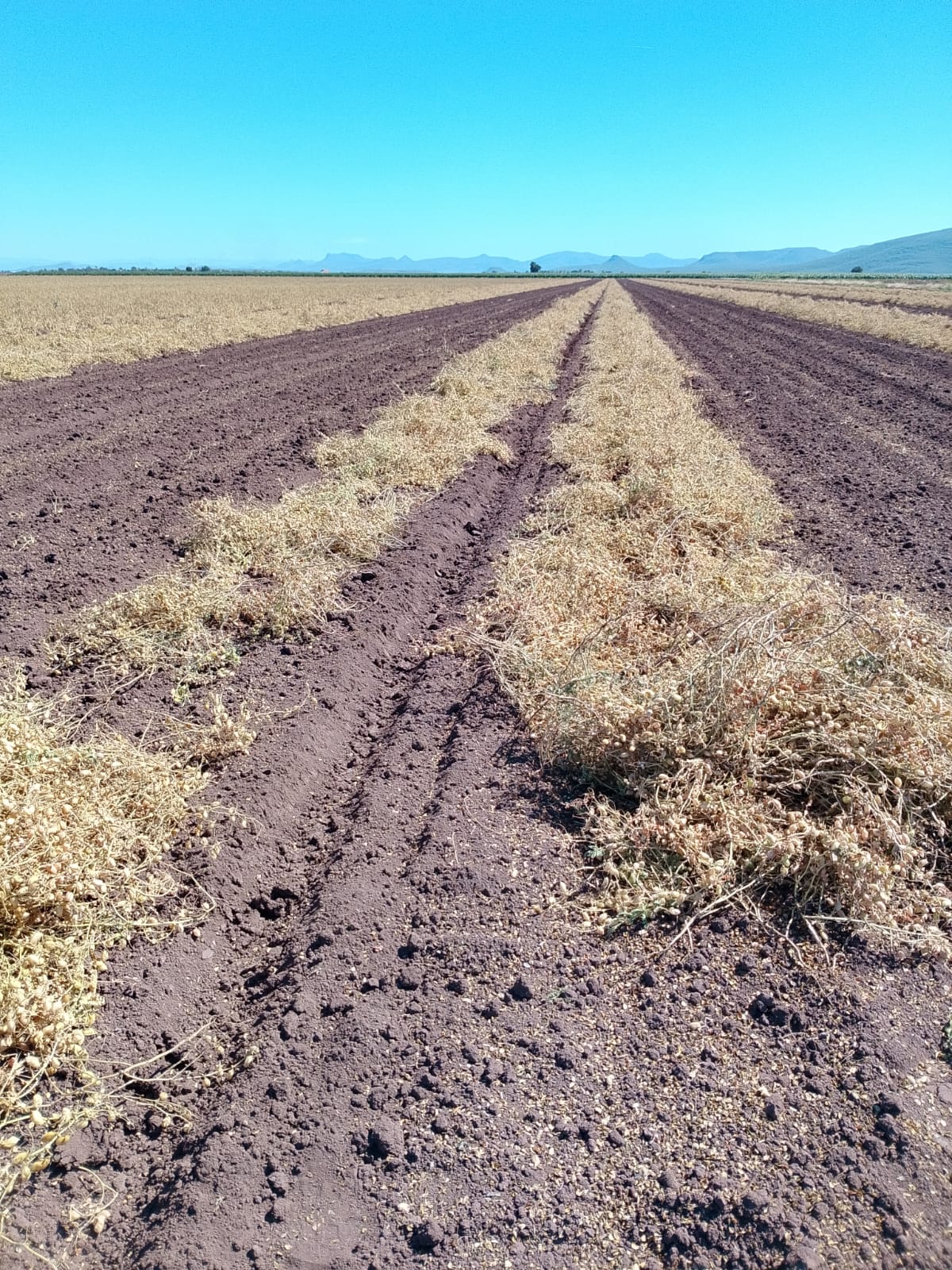 tierra de cultivo de frijol cosechado