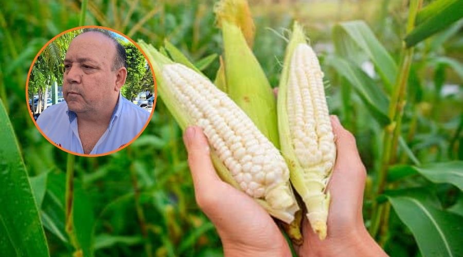 En grande dos mazorcas de maíz sostenidas por una persona y en circulo Miguel Ángel López Miranda