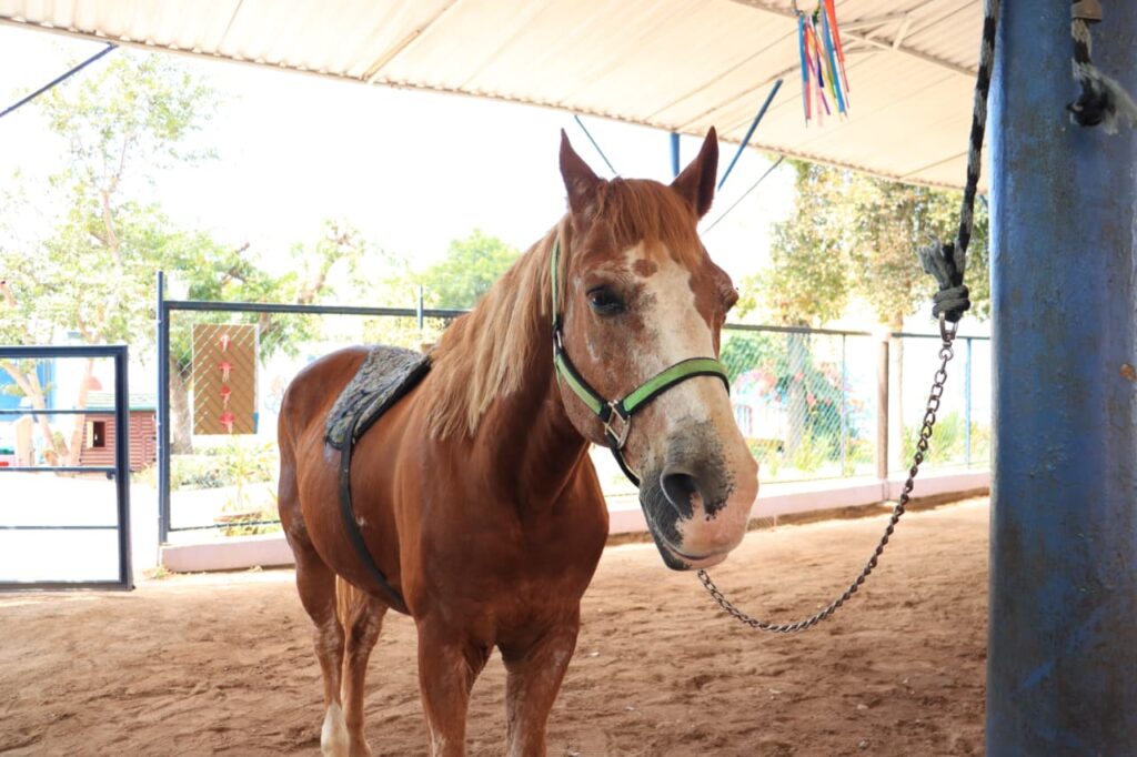 Caballo