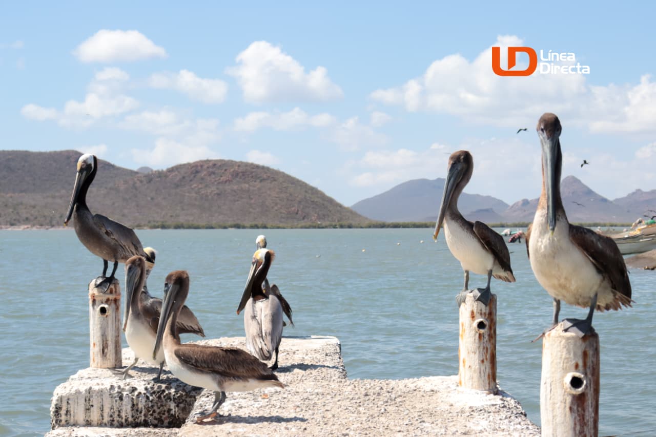 Pelicanos sobre un muelle en la bahía de Navachiste