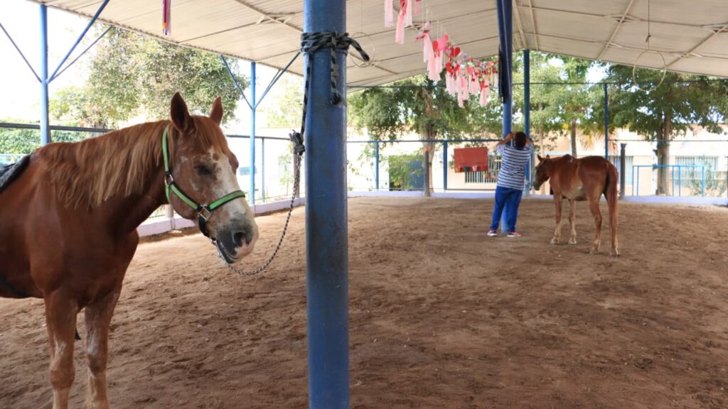 Caballos de equinoterapia en Mazatlán
