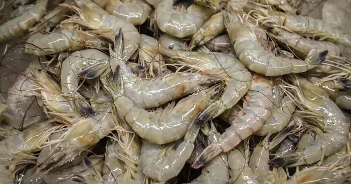 Zafra de camarón en Sinaloa