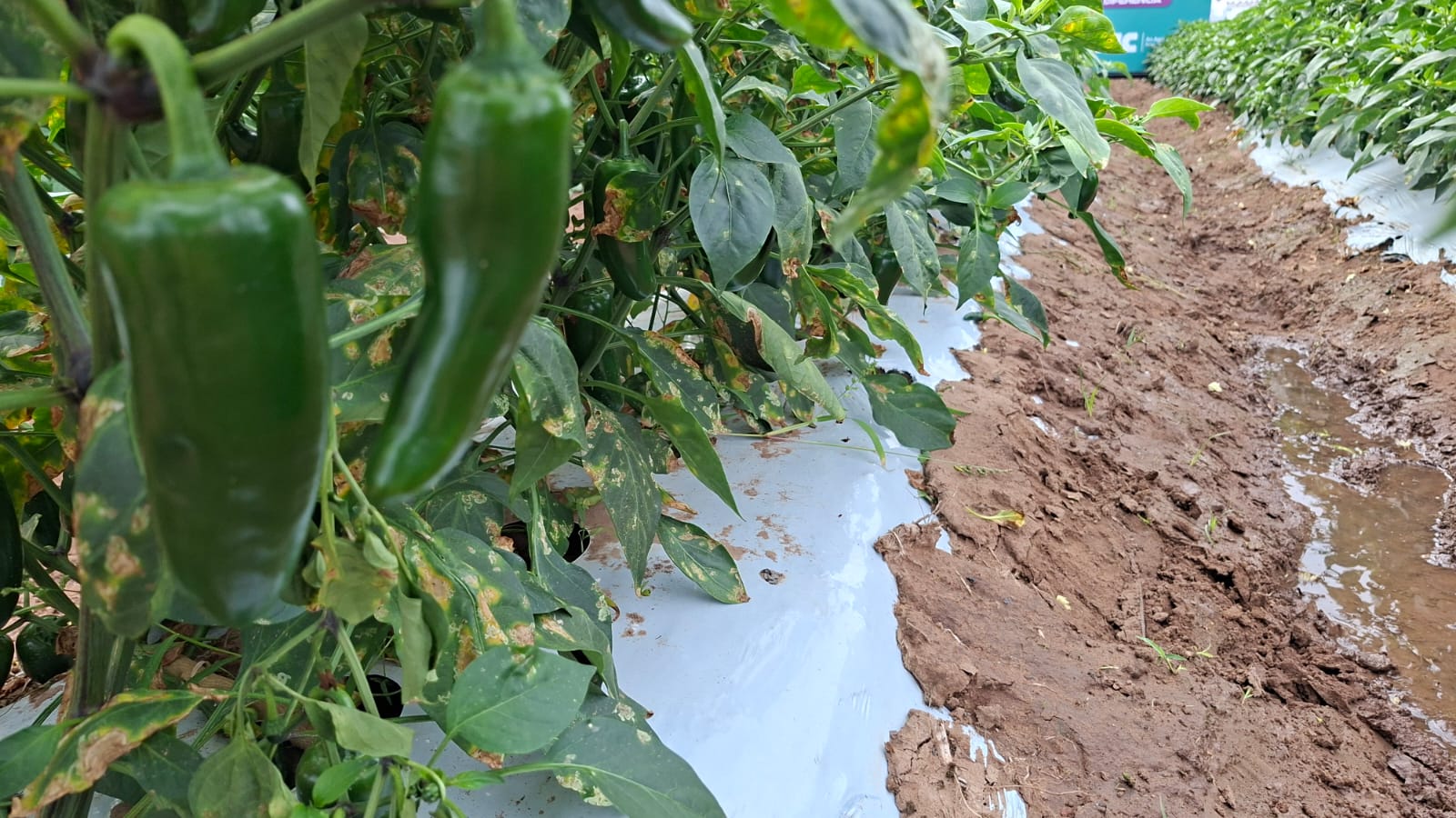 Horticultores de Guasave pierden hasta 20 % de sus cosechas