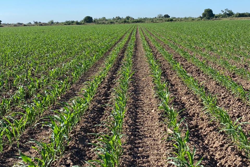 Cambio de trato a productores con Sheinbaum les da confianza en alcanzar avances en el campo