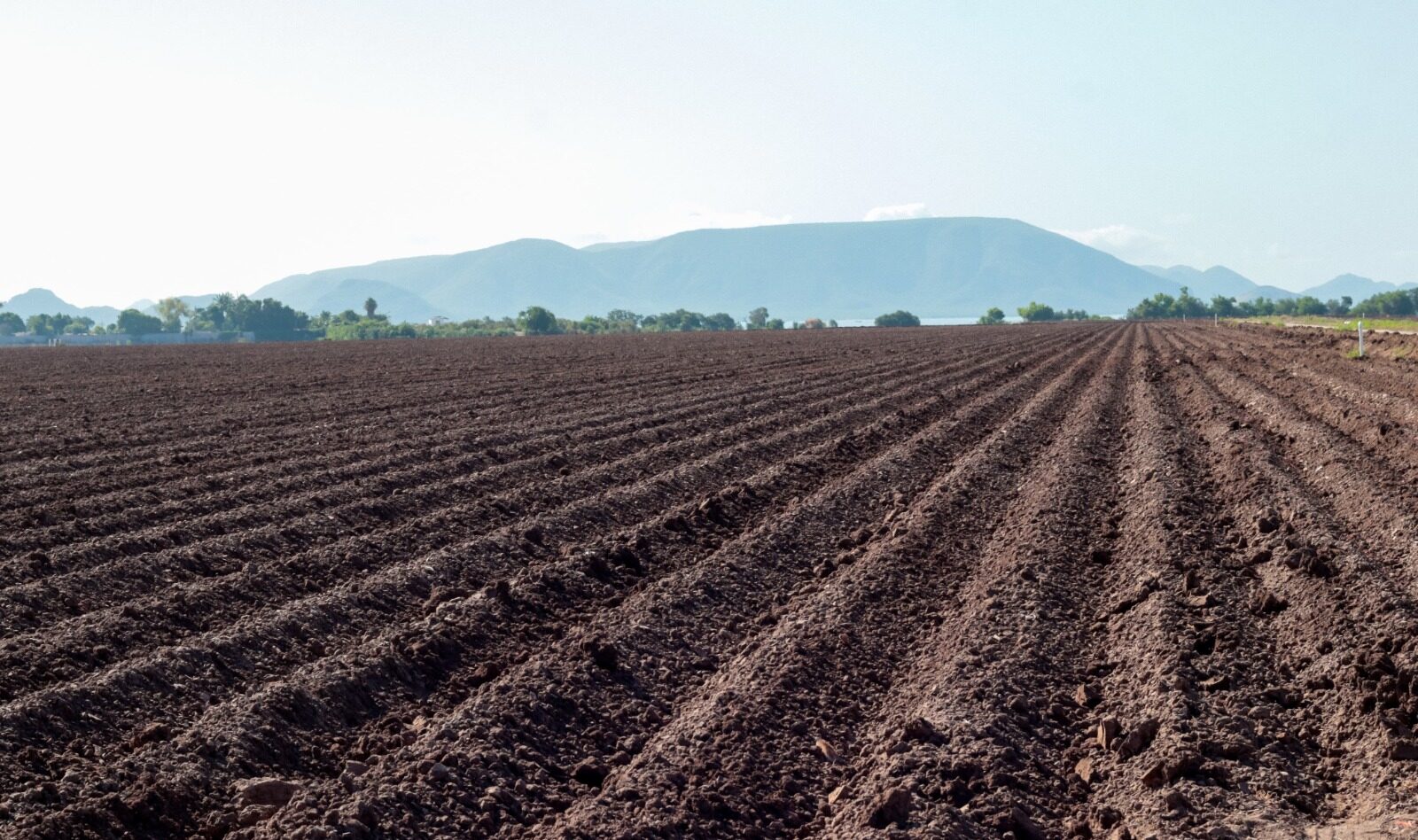 Campo de cultivo en el norte de Sinaloa