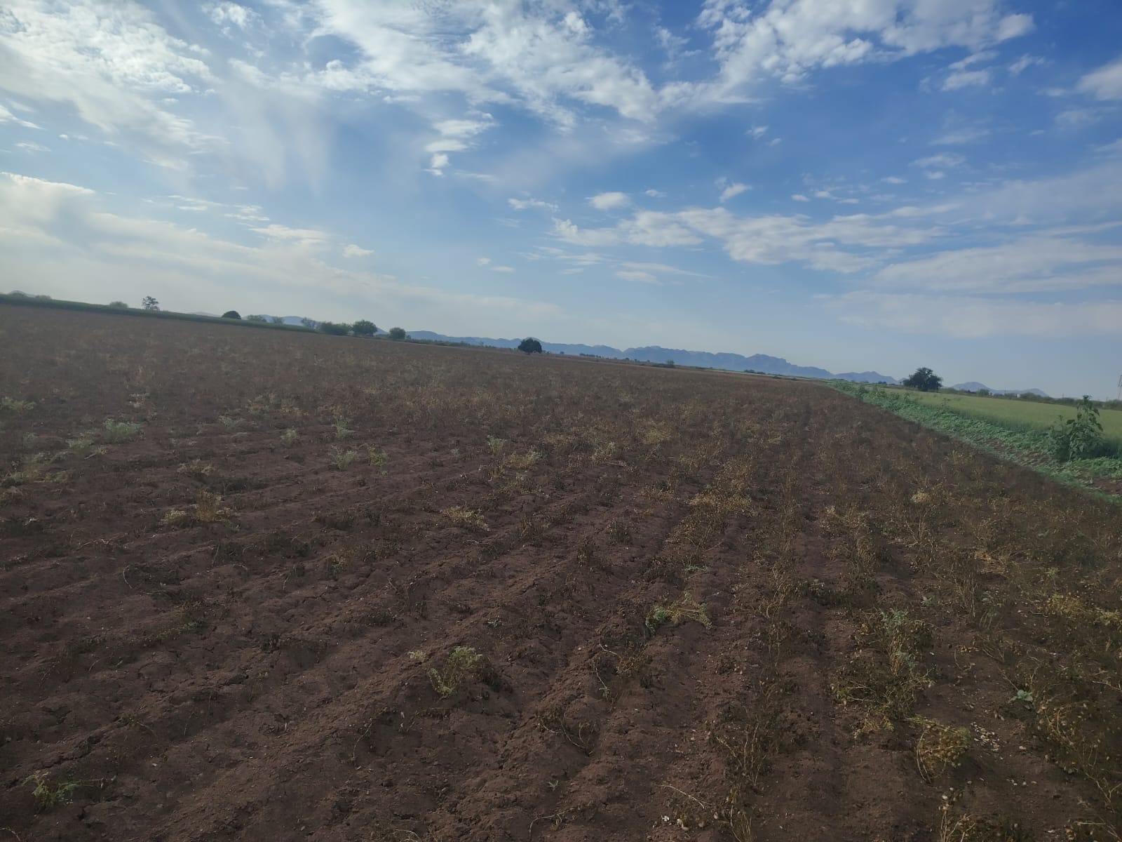 Campo de trigo