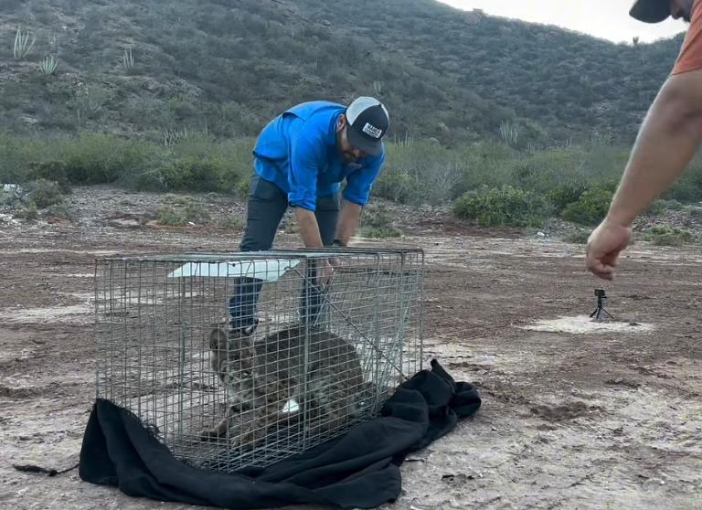 Lince encerrado en una jaula y persona vestida de azul asegurando la jaula