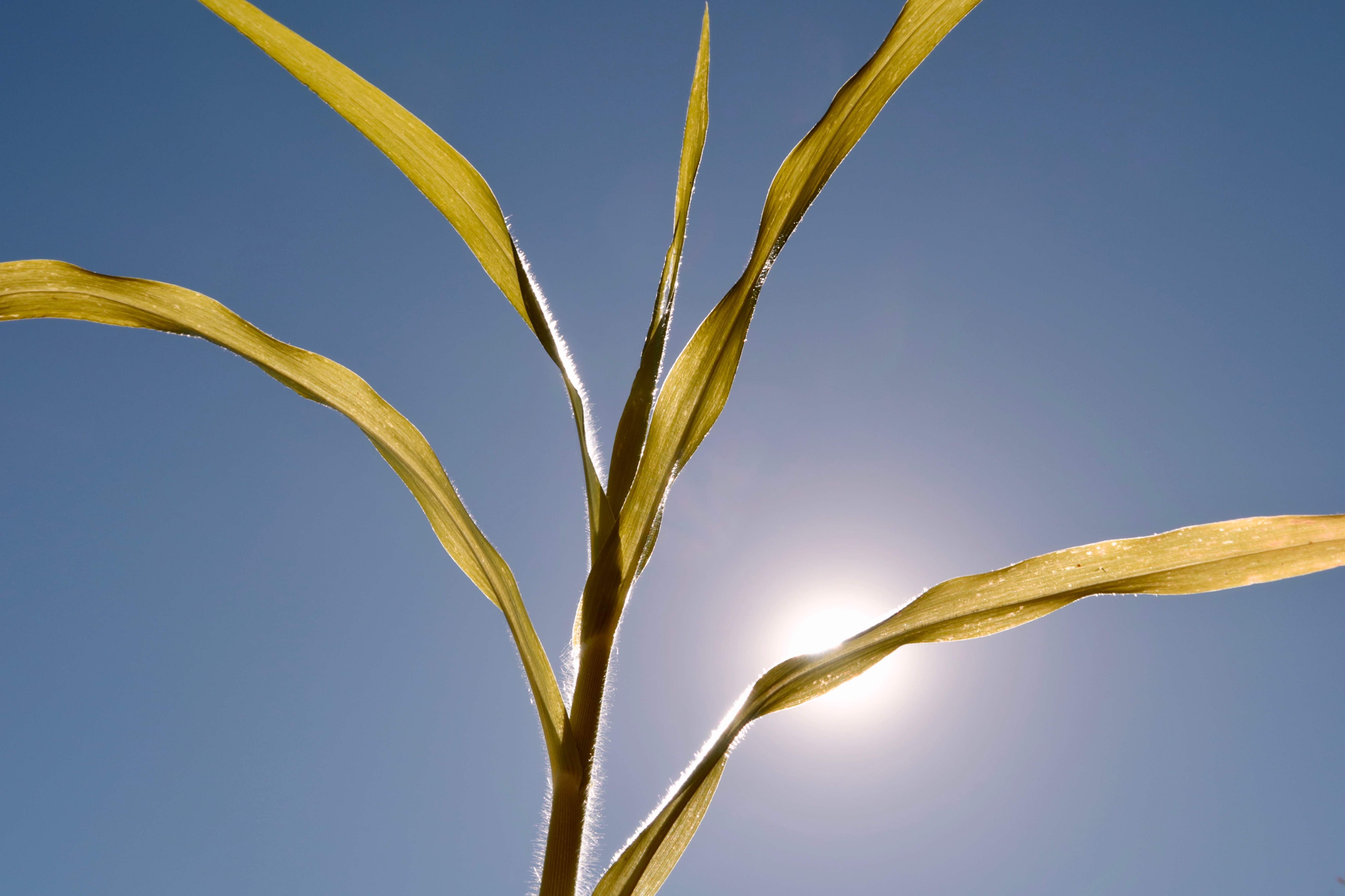 Hoja de un cultivo de maíz y de fondo el cielo azul con un sol fuerte brillando