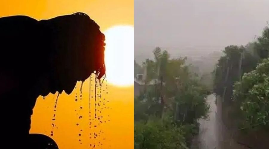 Perona con sudor y mucho calor junto a lluvia en la sierra