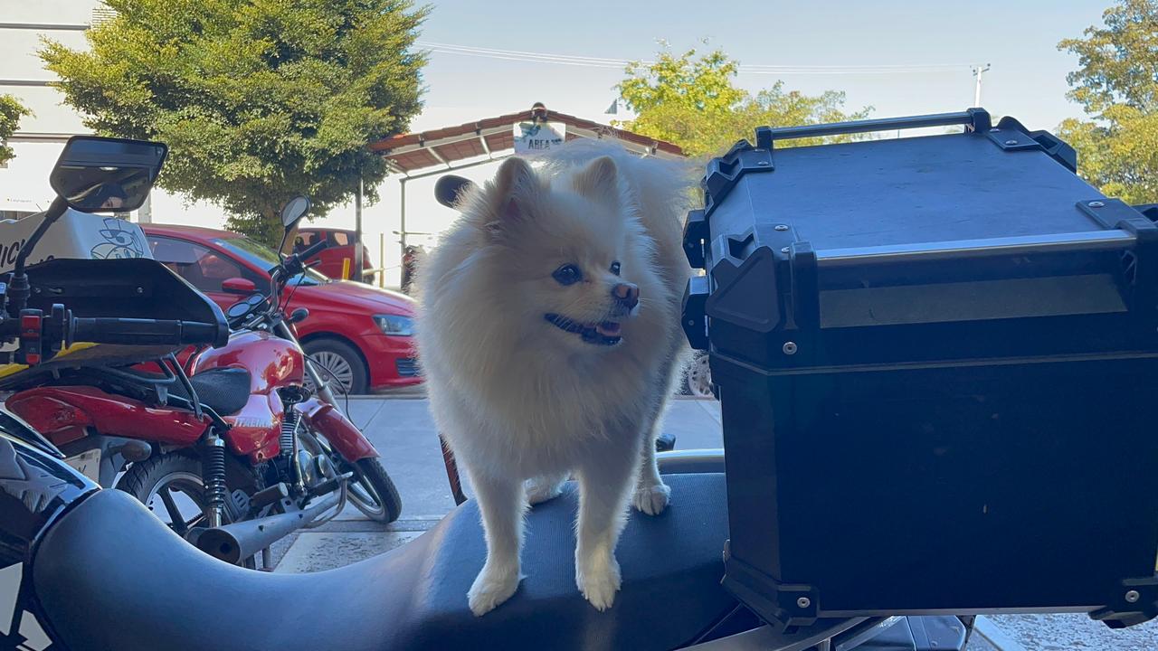 Pomerania, Coco