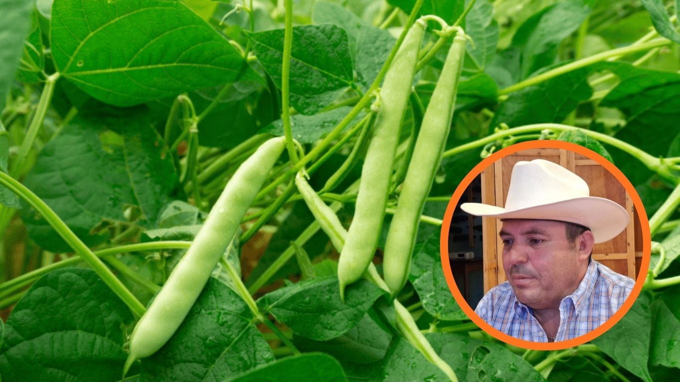planta de frijol con ejotes y foto en círculo de Alfredo Rosales Gámez