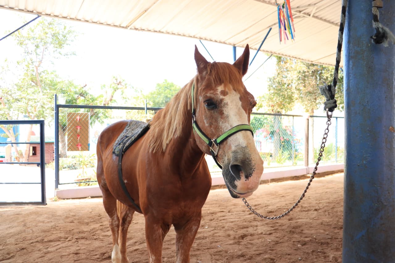 Con equinoterapia jesús Antonio ha mejorado parálisis cerebral