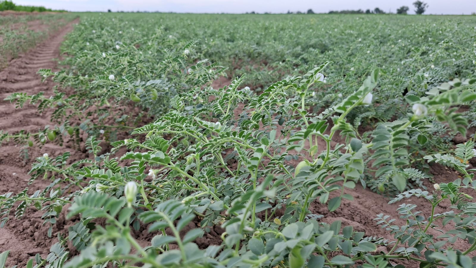 Cultivo de Garbanzo en el norte de Sinaloa