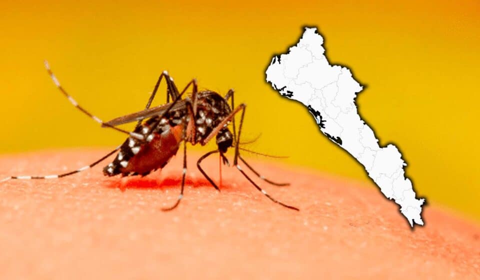Mosquito transmisor del Dengue y estado de Sinaloa