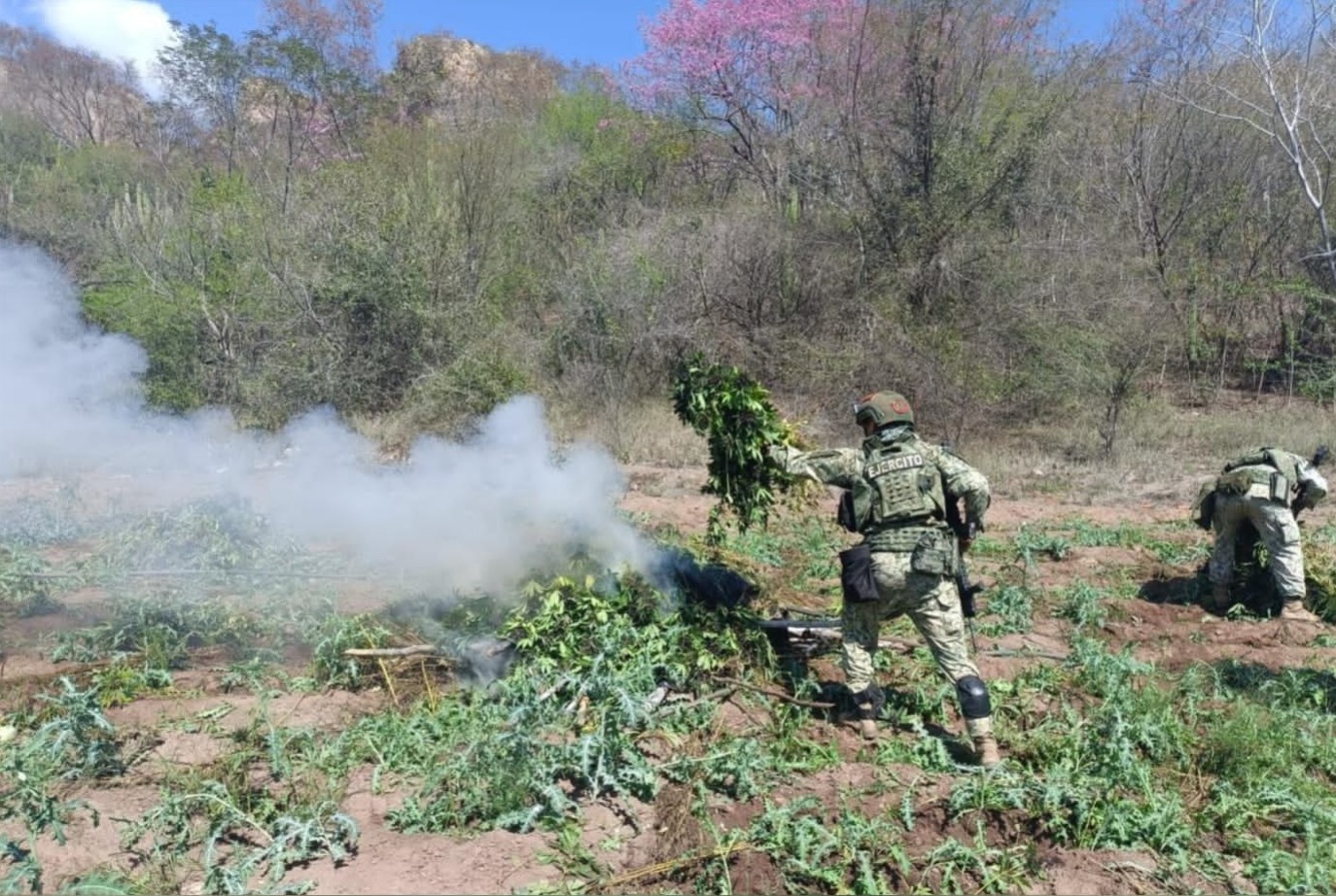 elementos del Ejército Mexicano en un campo entre plantas de marihuana que están siendo quemadas