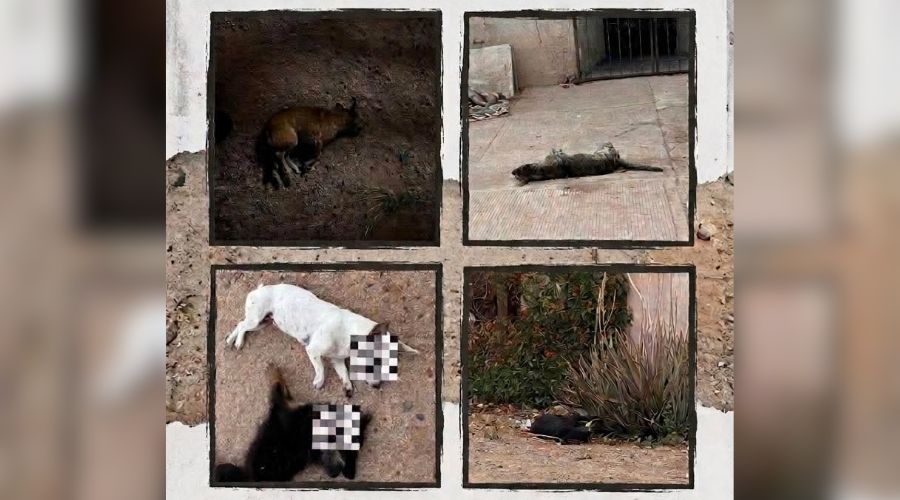 En recuadros animales fallecidos