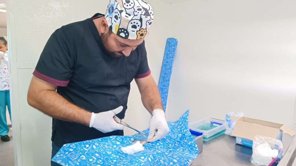 Veterinario practica esterilización a una mascota en Mazatlán