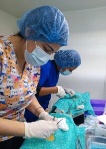 Veterinarios realizan esterilización de mascotas en Mazatlán