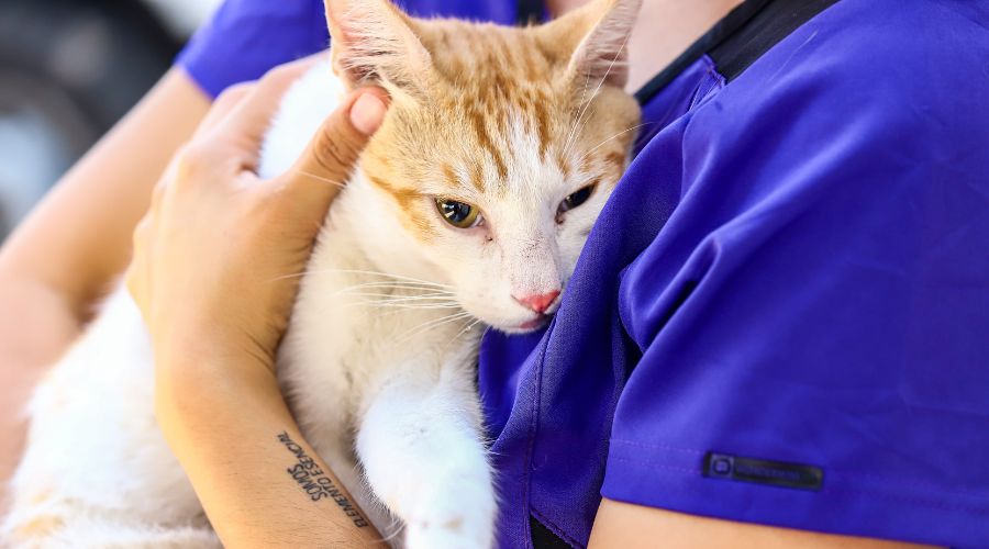 Persona sosteniendo a un gato y recargándolo sobre su pecho