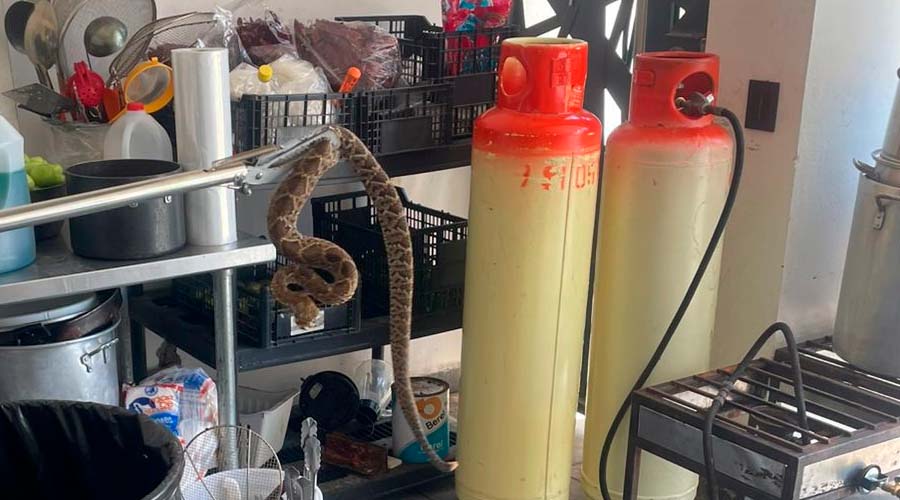 Familia encuentra víbora en Mazatlán