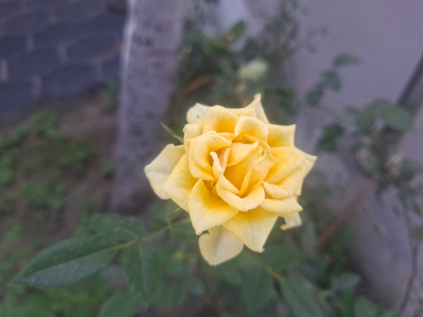 Este sábado 21 de marzo es el día dedicado a regalar flores amarillas
